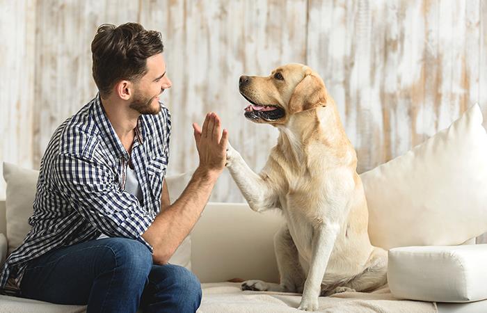 ¿Mascotas en casa? Protégete y protégelos manteniendo tu hogar libre de bacterias