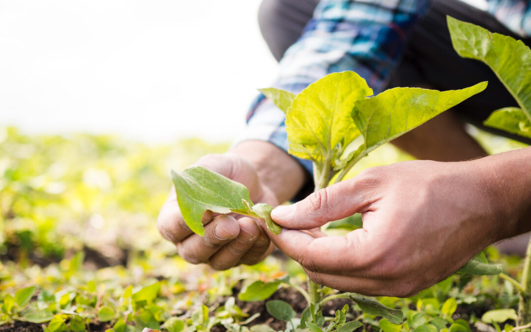 La urea: beneficios y precauciones en la agricultura